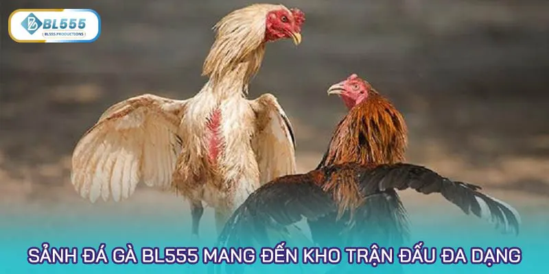Sảnh Đá gà tại BL555 mang đến kho trận đấu cực đa dạng về thể loại và nhịp độ