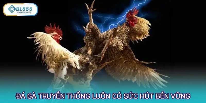 Đá gà truyền thống luôn có sức hút bền vững